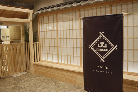 Tokyo Harajuku：30-Minute Samoyed Interaction Experience