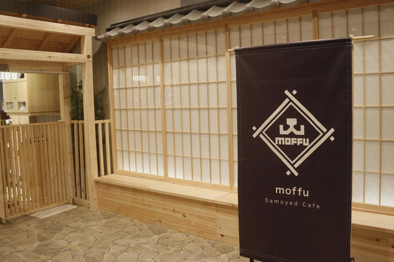 Tokyo Harajuku：30-Minute Samoyed Interaction Experience