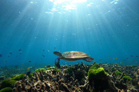 Phuket or Khaolak: Surin Islands 1 or 2-day Snorkeling Tour From Khaolak: Surin Islands 2-day Snorkeling Tour