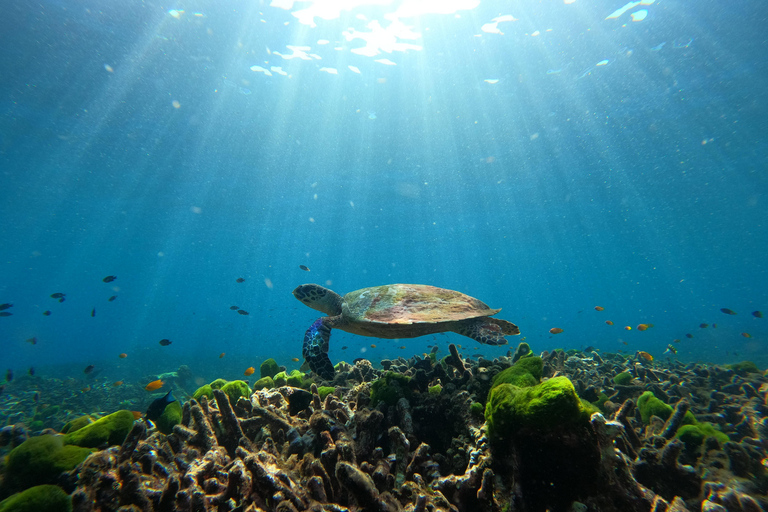 Phuket or Khaolak: Surin Islands 1 or 2-day Snorkeling Tour From Khaolak: Surin Islands 2-day Snorkeling Tour