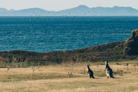 Maria Island National Park Wildlife & Scenic Day Tour