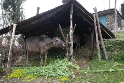 Pokhara: Mardi Himal Silent Trails 4-Day Trek