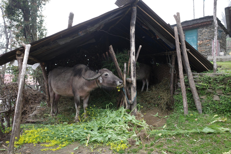 Pokhara: Mardi Himal Silent Trails 4-Day Trek