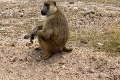 Nairobi: 4 Days epic trip to Amboseli, Tsavo West & East