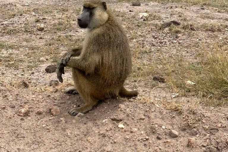 Nairobi: 4 Days epic trip to Amboseli, Tsavo West & East