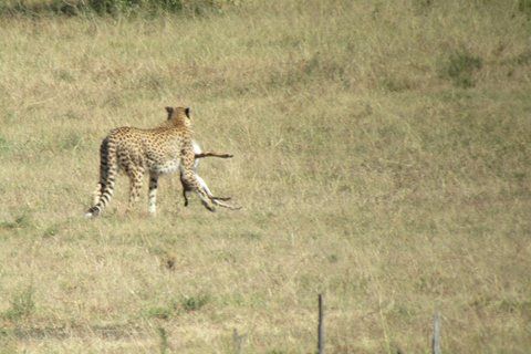 Excursión de un día al Parque Nacional Masai Mara y visita a la aldea Masai