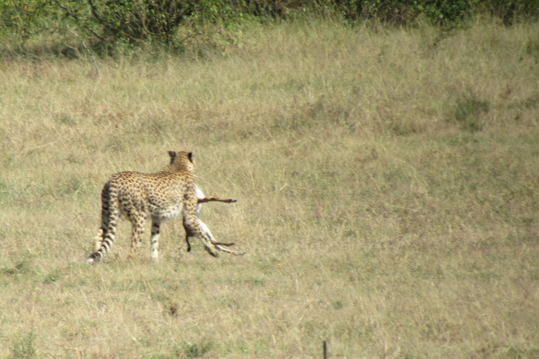 Dagsutflykt till Masai Mara nationalpark &amp; besök i Masai Village