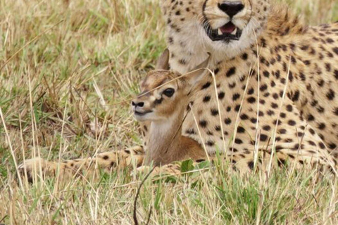 De Karatu: Safári de 4 dias para Ngorongoro e Serengeti