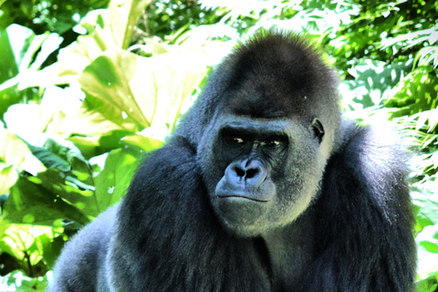 Entebbe: 3-Day Bwindi Gorilla Trekking and Batwa Visit