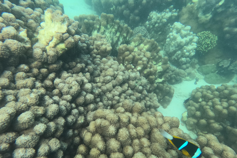 Zanzíbar:Excursión a la Granja de Especias,Experiencia submarina en el arrecife y la playaZanzíbar:Excursión a la Granja de Especias,Experiencia submarina en el arrecife y en l