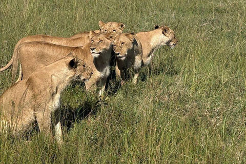 Nairobi: 3-Day epic trip to Maasai Mara Reserve with meals 3 days, 2 nights private safari to Mara in a tourist VAN