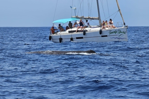 Tenerife: 3 uur durende jacht- en snorkeltochtTenerife: 3 uur durende jacht- en snorkeltrip