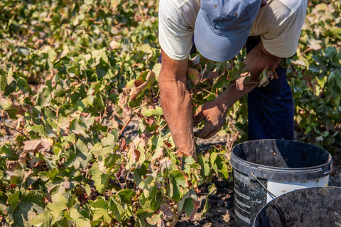 Santorini: Private Wine Tasting at Pagonis Estate Santorini Wine Tasting A Unique Experience of 10