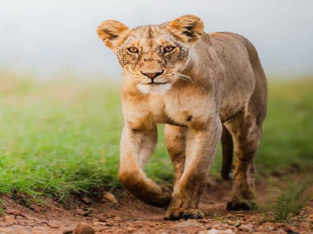 3-tägige preisgünstige Maasai-Mara-Gruppensafari im Geländewagen