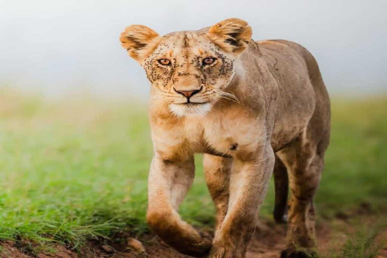 3-Day Maasai Mara Budget Shared Safari in a 4x4 Jeep
