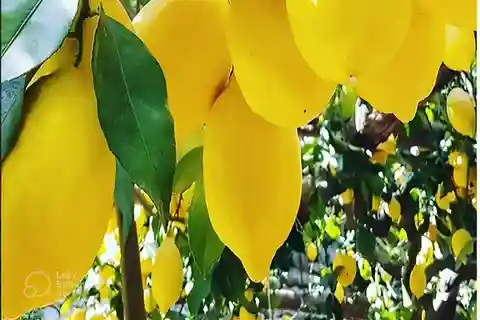 Amalfi Coast: lemon tour with tasting