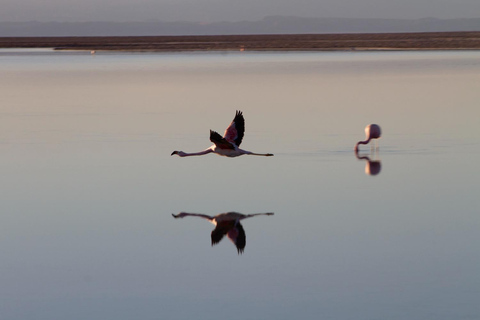 Driedubbele tour: Piedras Rojas + Altiplanic Lagoons + Chaxa Lagoon