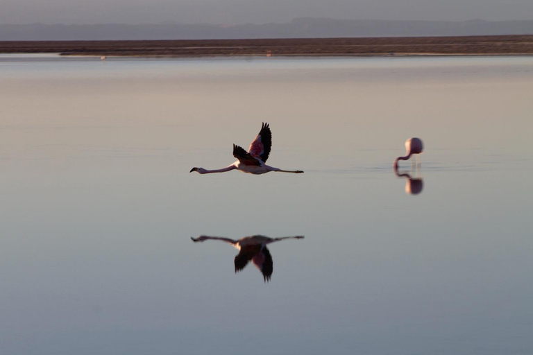Driedubbele tour: Piedras Rojas + Altiplanic Lagoons + Chaxa Lagoon