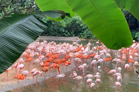 Guangzhou: Chimelong Safari Park Entry with Private Transfer Shenzhen | Private Transfer + Chimelong Safari Park Ticket