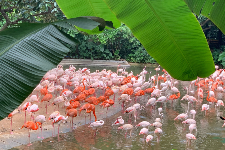 Guangzhou: Chimelong Safari Park Entry with Private Transfer Shenzhen | Private Transfer + Chimelong Safari Park Ticket