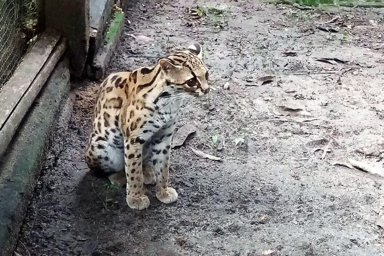 Iquitos: aventura de 6 días en la selva amazónica con comidas incluidas.Iquitos: aventura de 6 días por la selva amazónica con comidas incluidas