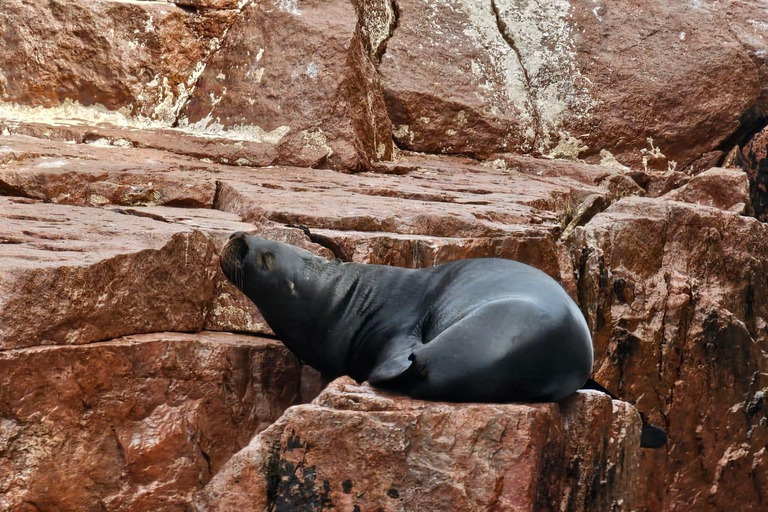 From Lima: Full Day Private All Inclusive Paracas, Ica.