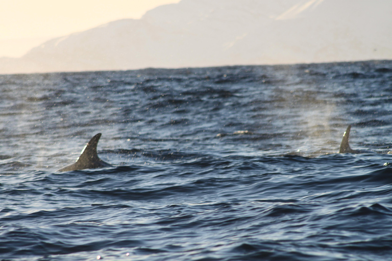 هونينغسفاغ سلطعون ملك شمال كيب الشمالي وسفاري الحياة البرية في القطب الشمالي