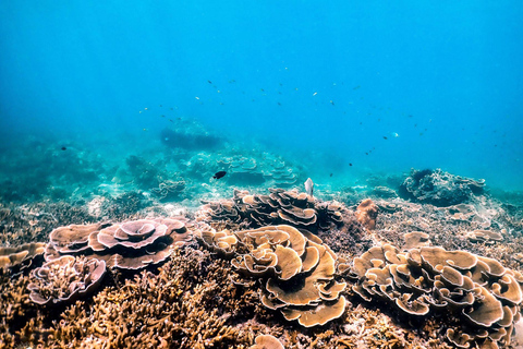 Krabi: tour delle 4 isole e del banco di sabbia di Thale Waek in motoscafo