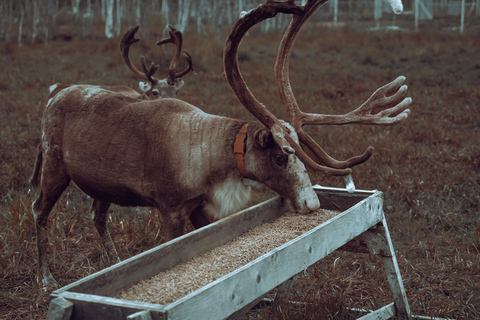 Reindeer Feeding and Sami Culture with Lunch in Autumn Tromsø: Reindeer Feeding and Sami Culture in Autumn