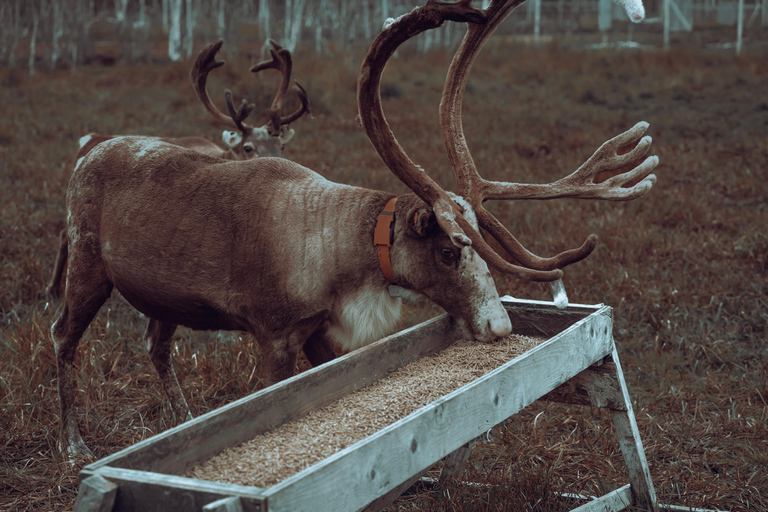 Reindeer Feeding and Sami Culture with Lunch in Autumn Tromsø: Reindeer Feeding and Sami Culture in Autumn