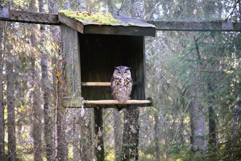 Rovaniemi: trip to the Ranua Zoo (transportation, tickets)