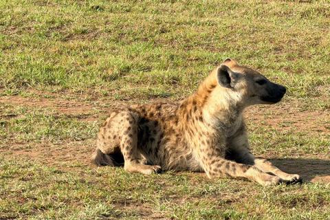 Tsavo East: Private Safari with Lunch and Transfers