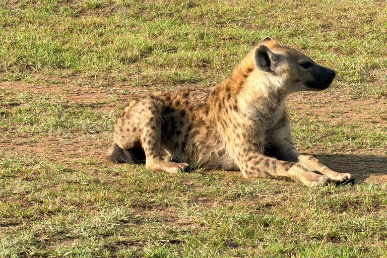 Tsavo East: Private Safari with Lunch and Transfers