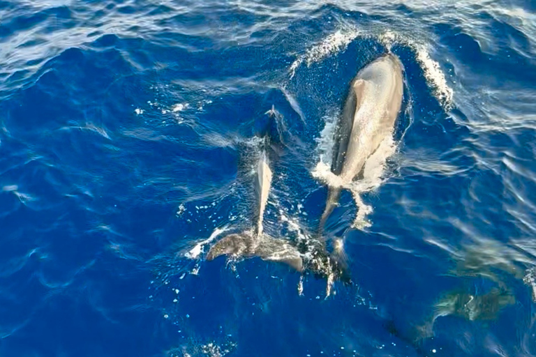 Lampedusa: Sunset Gulet Trip with Aperitif Dinner and Dolphin Watching