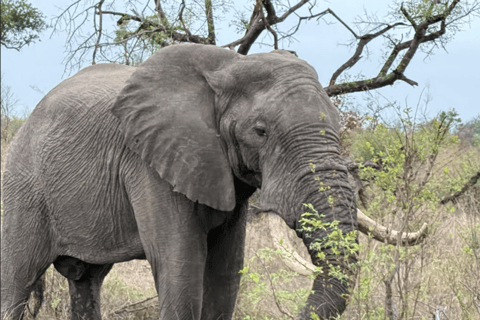Johannesburg: Half-Day Dinokeng Big Five Safari Tour