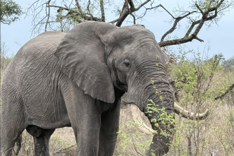 Johannesburg: Local Heritage Lesedi and Wildlife Tour