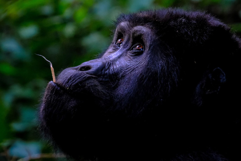 Tour safari di gorilla e fauna selvatica di 6 giorni