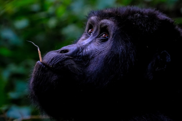 6-daagse gorilla- en wildlife-safaritocht