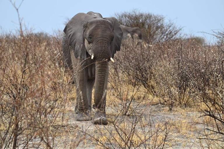 Windhoek: 3-Day Guided Safari in Etosha with Lodge