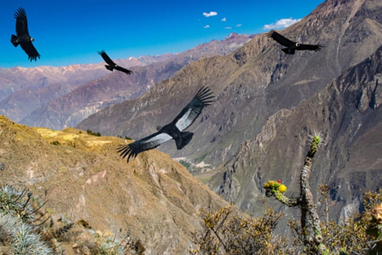 Von Arequipa | Chivay und Colca Canyon Ganztagestour
