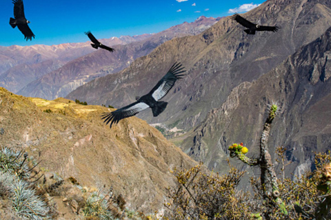 Dagsutflykt till Colca Canyon + Transfer till Puno med måltider