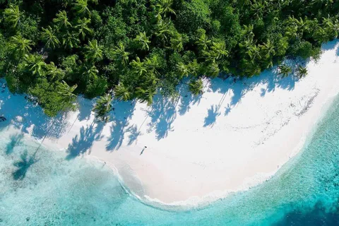 Jozani Forest, Stone Town with Lunch, Night Fish Market
