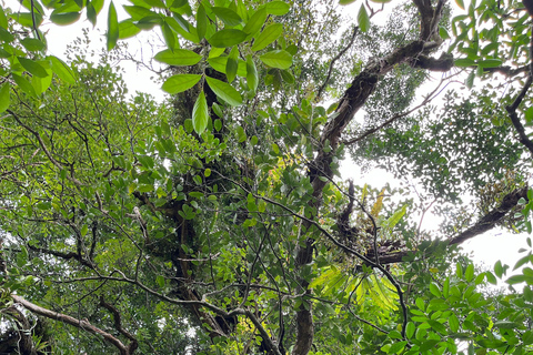 Mount Sago: Summit Zen & Palm Sugar Tour" Summer Experience ; Sikabu-kabu