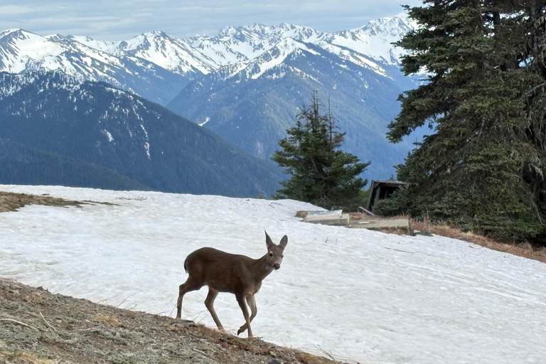 Tour Olympic National Park: Mountains, Lake, and Rainforest