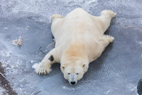 Rovaniemi: Ranua Zoo Guided Tour with Snacks & Pickup