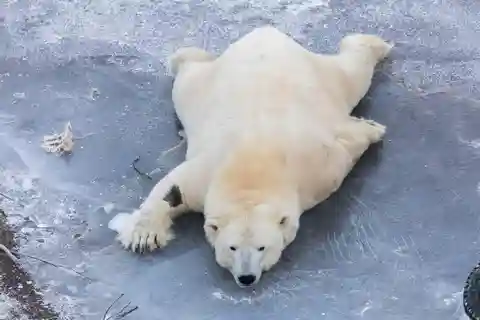 Rovaniemi: Guidad tur på Ranua Zoo med snacks och upphämtning