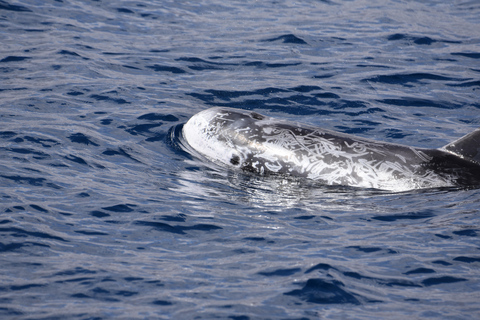 avistamento de cetáceos