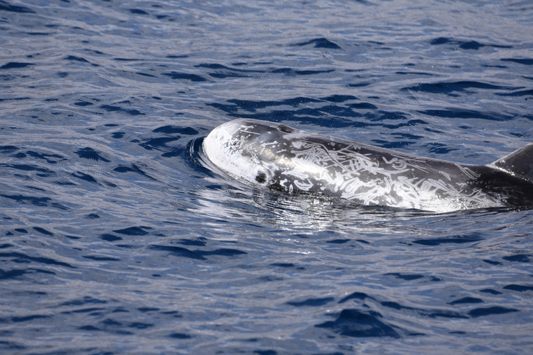 avistamento de cetáceos