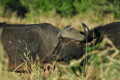 From Maputo: 2-Day Safari & Ocean Hideaway at Maputo Reserve