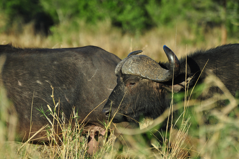 From Maputo: 2-Day Safari & Ocean Hideaway at Maputo Reserve